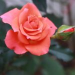 Commission commerciale : calcul et optimisation