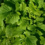 Agroalimentaire Provence : opportunités commerciales